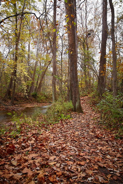 Nyugodt őszi erdei ösvény Bicentennial Acres, Fort Wayne, Indiana. Élvezze a békés séta közepette élénk őszi lombozat és nyugodt természeti környezetben. - Fotó, kép