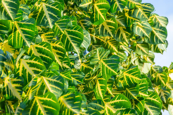 Erythrina Variegata tekstury rosną na gałęziach w lesie. - Zdjęcie, obraz