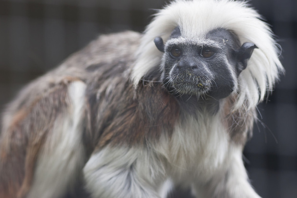 Gibbon na selva
 - Foto, Imagem