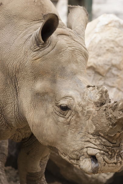 Rhino at the zoo - Foto, immagini