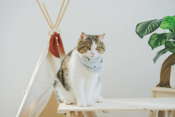 šťastný s kočičí koncept se skotskou kočka hrát na tábořišti stolu s táborem a tropické strom a bílé pozadí - Fotografie, Obrázek