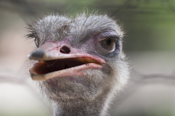 страуси на фермі
 - Фото, зображення