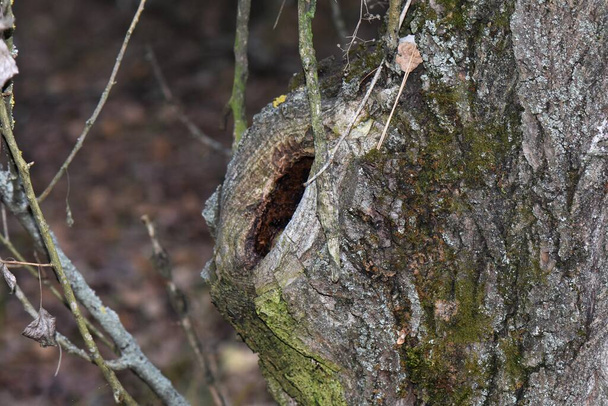 Creux dans le tronc d'arbre recouvert de mousse - Photo, image