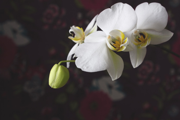 Beyaz arkaplanda beyaz orkide - Fotoğraf, Görsel