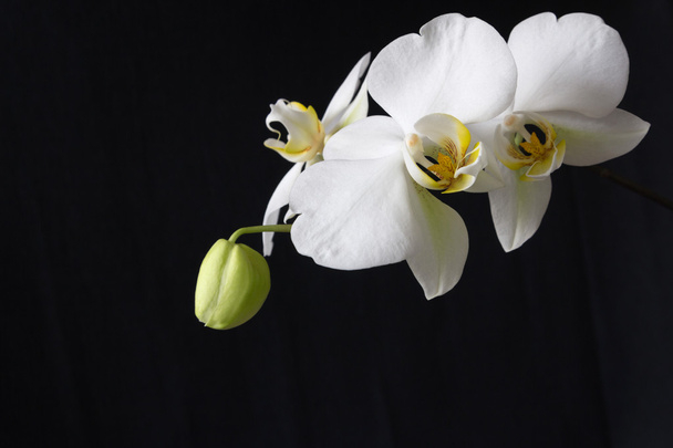 White orchid on a white background - Zdjęcie, obraz
