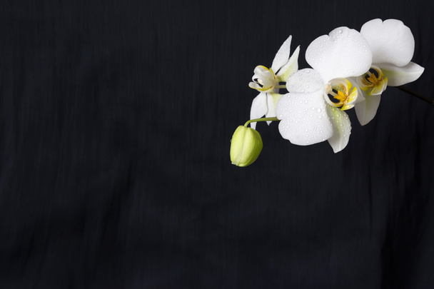 Valkoinen orkidea valkoisella pohjalla - Valokuva, kuva