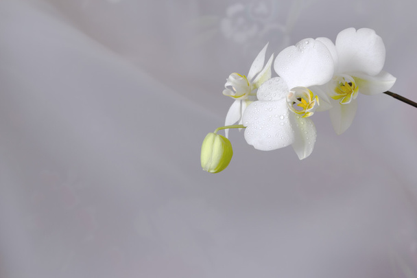 orchidea bianca su fondo bianco - Foto, immagini