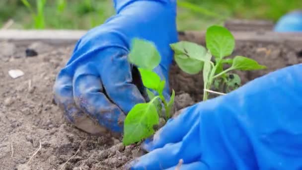 Jonge paprika zaailingen worden geplant in de tuin, close-up. Hoge kwaliteit 4k beeldmateriaal - Video