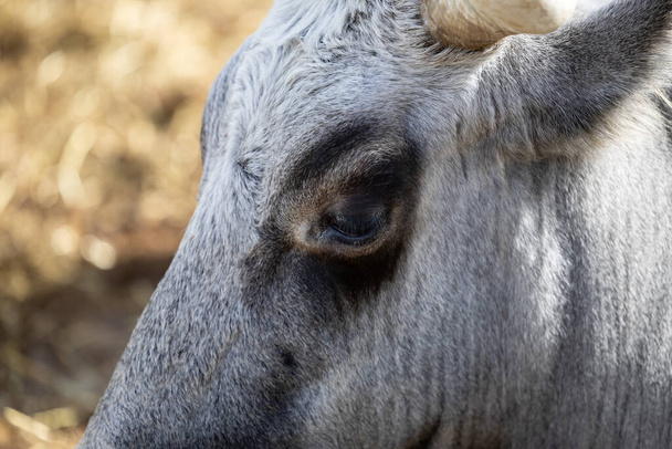 Ruminante húngaro touro de gado cinzento na caneta, chifres grandes, retrato, olho - Foto, Imagem