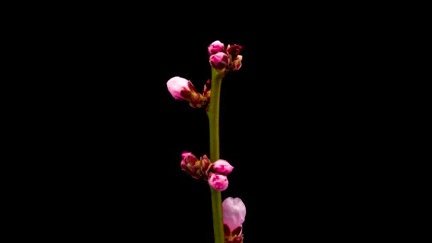 Time-lapse de apertura flor de Forsythia amarillo. Flor Forsythia floreciendo sobre fondo negro - Imágenes, Vídeo