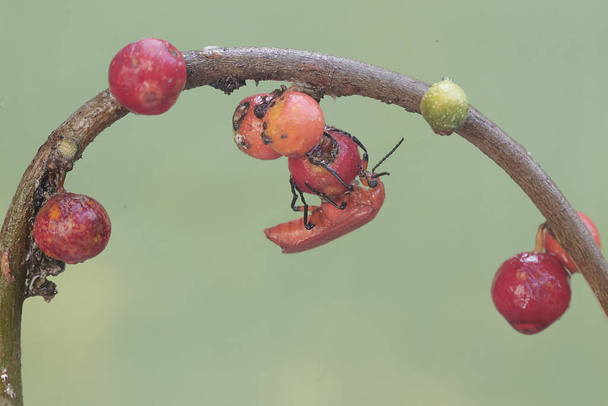 Рудий кардинальний жук їсть фрукти в кущах. Ця красива кольорова комаха має наукову назву Pyrochroa Serraticornis. - Фото, зображення