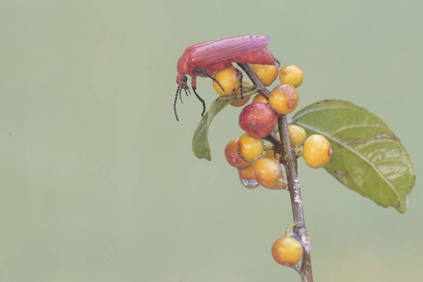 Рудий кардинальний жук їсть фрукти в кущах. Ця красива кольорова комаха має наукову назву Pyrochroa Serraticornis. - Фото, зображення