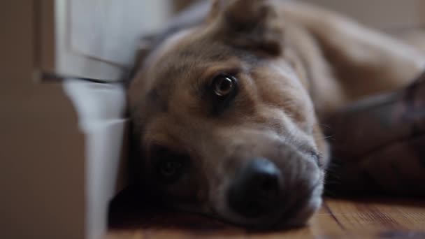 A fiatal, unatkozó kutya otthon pihen a padlón. - Felvétel, videó