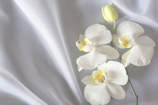 White orchid on a white background - Photo, Image