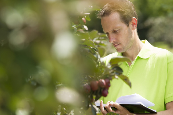 Ogrodnik sprawdzanie jego appletrees w jego gospodarstwie - Zdjęcie, obraz