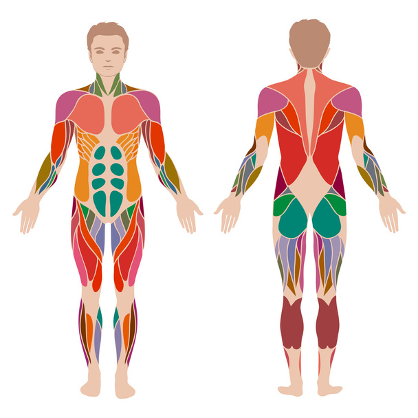 Körper, Muskelmann Anatomie, - Vektor, Bild