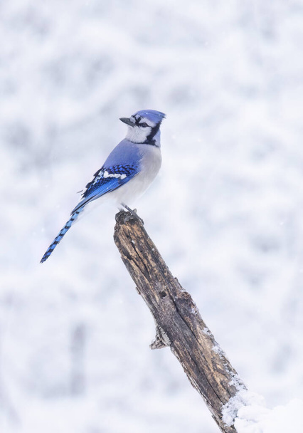 カナダの美しい雪の日に枝に覆われた青いジェイの肖像画 - 写真・画像