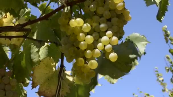 BUNCHES OF WHITE GRAPES MOVED BY THE WIND, ON A SUMMER DAY, IN CENTRAL ITALY. - Footage, Video