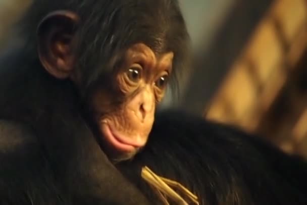 Cute chimpanzee baby - Video, Çekim