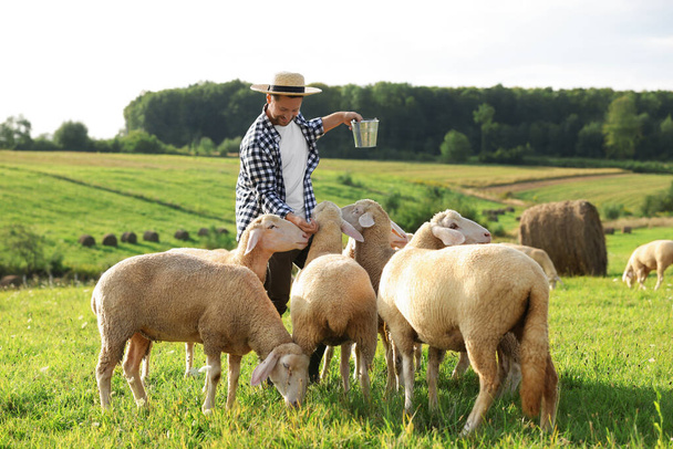 Smiling man with bucket feeding sheep on pasture at farm - Foto, Imagen
