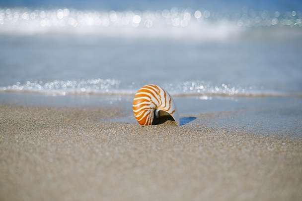 Guscio del Nautilus sulla spiaggia bianca
 - Foto, immagini