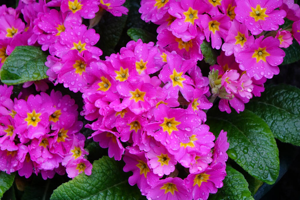 Vízcseppek és színes virágdíszek a jól tartott virágcserepeken - Fotó, kép