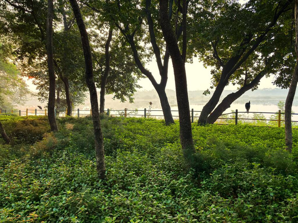 Ochtend prachtig uitzicht op bomen en pauw silhouttute op een meer, landschap. - Foto, afbeelding