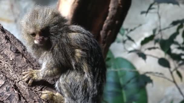 Eastern pygmy marmoset (Cebuella pygmaea niveiventris) - Footage, Video