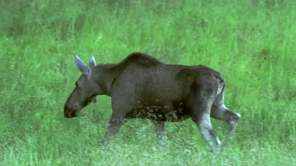 Elk, alces alces, wandelt in het voorjaar op een groene bosweide. Volwassen vrouwelijke eland. - Video