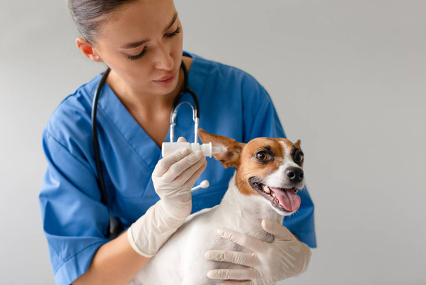 Veterinário concentrado em uniforme azul administrando gotas de ouvido para uma cooperativa Jack Russell Terrier, mostrando um procedimento profissional de cuidados com os animais de estimação - Foto, Imagem