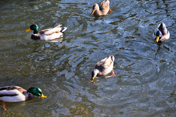 Divoké kachny jsou plavání v jezeře - Fotografie, Obrázek