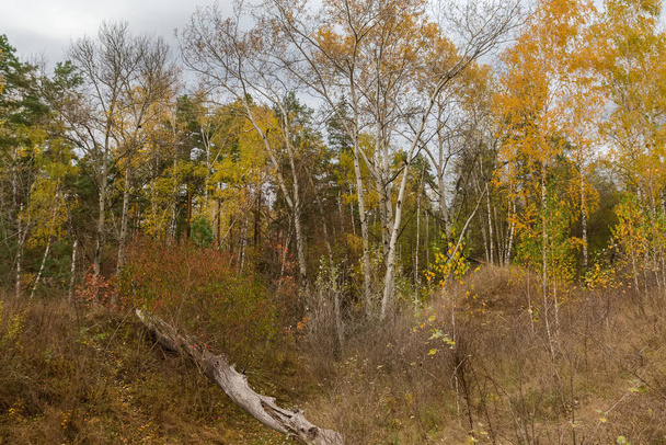 Τμήμα του αραιού δάσους στην πλαγιά του λόφου με θάμνους, σημύδες και άλλα δέντρα και με ξηρό κορμό του πεσμένου δέντρου σε χαράδρα σε πρώτο πλάνο το φθινόπωρο συννεφιασμένο πρωί - Φωτογραφία, εικόνα