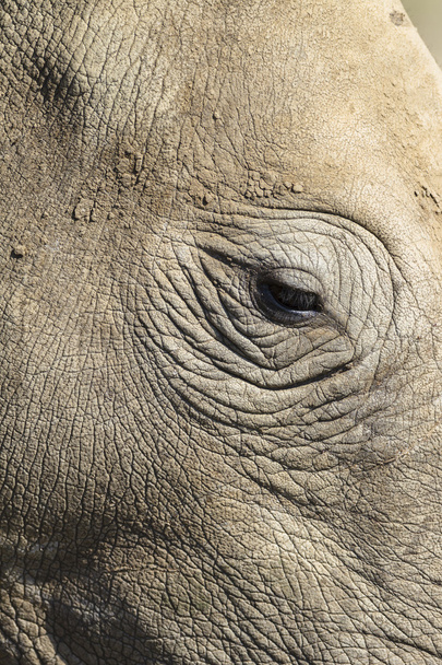 Ojo de rinoceronte
 - Foto, Imagen