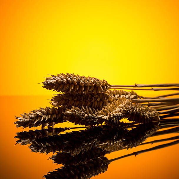 Portes de blé au coucher du soleil
 - Photo, image