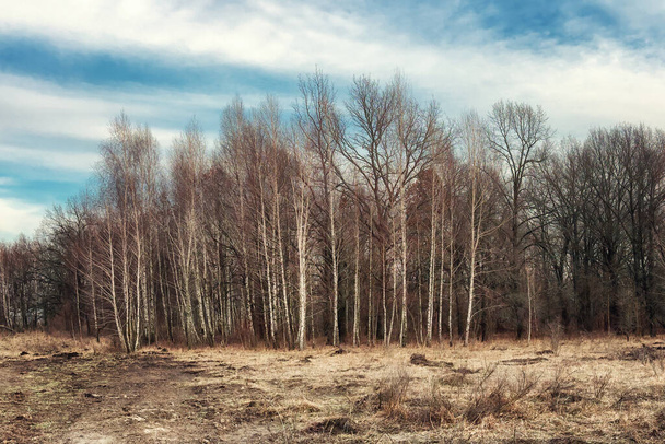 Fotografie zachycuje řadu vysokých, tenkých stromů na poli, s modrou oblohou na pozadí. - Fotografie, Obrázek