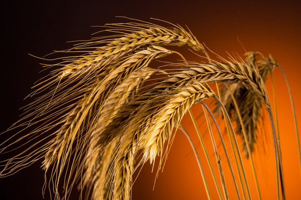 kukorica, gabona füle közelről - Fotó, kép