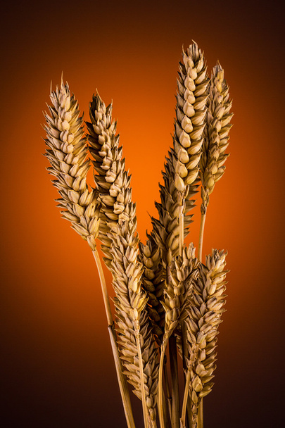 Bundel de grãos de trigo
 - Foto, Imagem