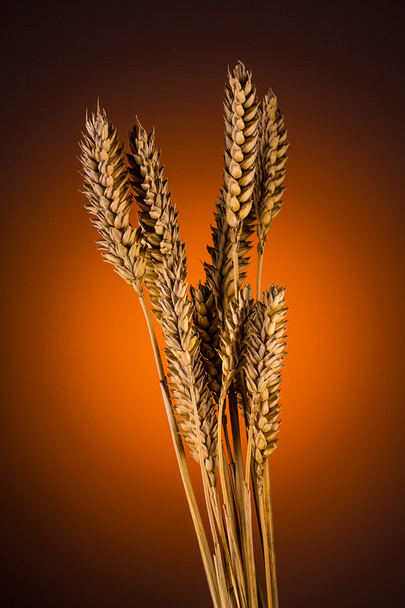 tahıl kulaklar - Fotoğraf, Görsel