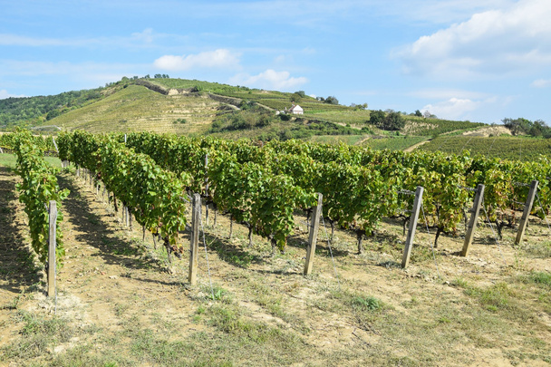 Wijngaarden in de heuvel-kant - Foto, afbeelding