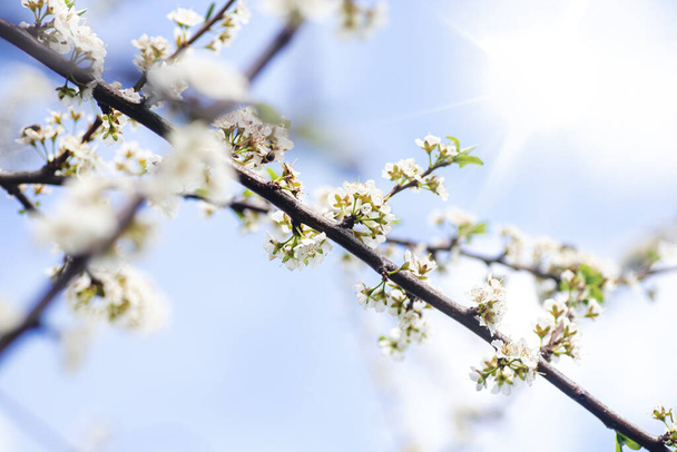 kevät kukinta kukkia puussa, valkoiset kukat oksalla kirsikkapuu kukka kukkia kukkivat keväällä. - Valokuva, kuva