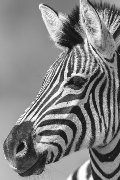 Zebra kalf zwart wit - Foto, afbeelding