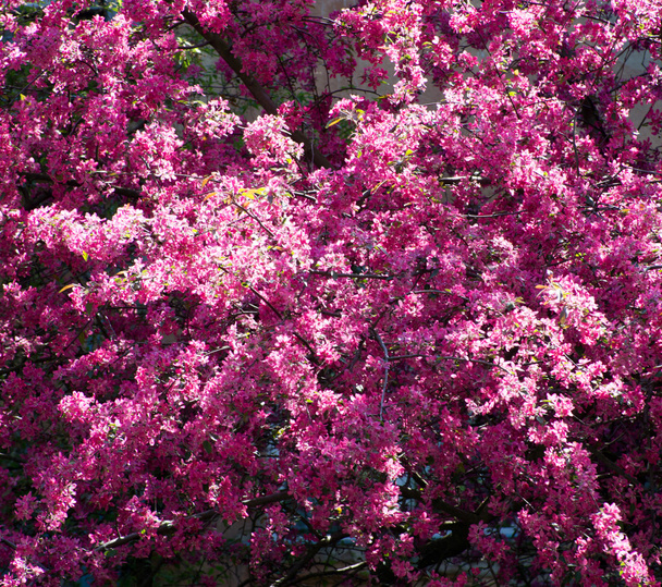 Spring cherry flowers - 写真・画像