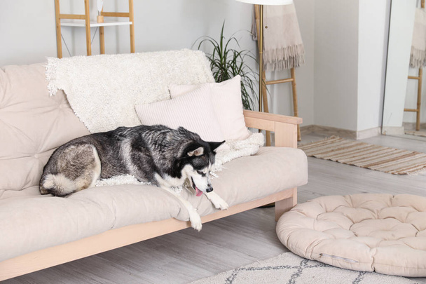 自宅でソファーで愛らしいハスキー犬 - 写真・画像