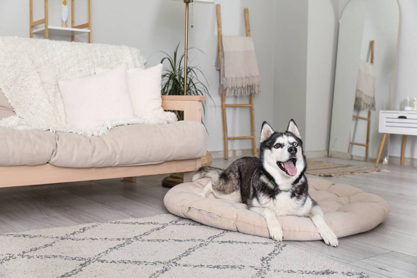 Adorabile cane Husky sul letto dell'animale domestico a casa - Foto, immagini