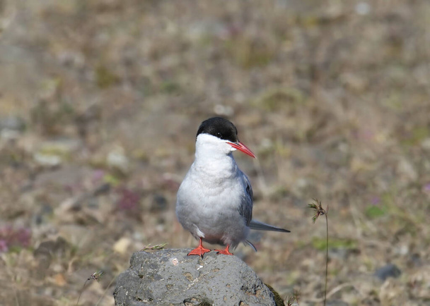 Arctic Tern (sterna paradisaea) perched on a big rock - Photo, Image