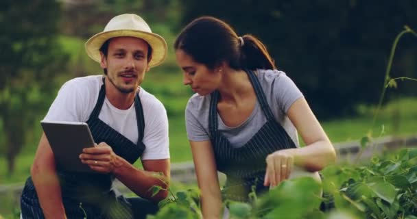 Farm, tabletta és pár ellenőrizni termés mezőgazdaság, beszélgetés és csapatmunka együtt a természetben. Technológia, gazdálkodás, boldog férfi és nő, akik a vidék mezőgazdaságára, növekedésére és fenntarthatóságára mutatnak. - Felvétel, videó