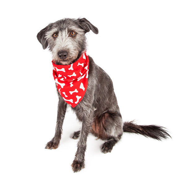 Cane seduto indossando rosso Bandana Osso
 - Foto, immagini