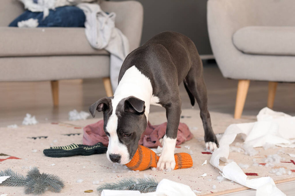 Travieso Staffordshire Terrier calcetín de mascar en casa - Foto, Imagen