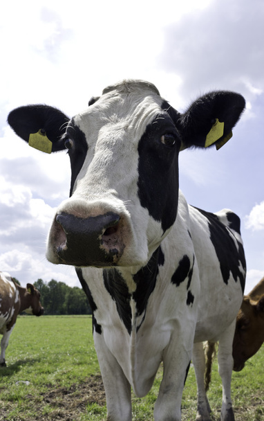 Vaca Holstein negra, de pie
 - Foto, imagen