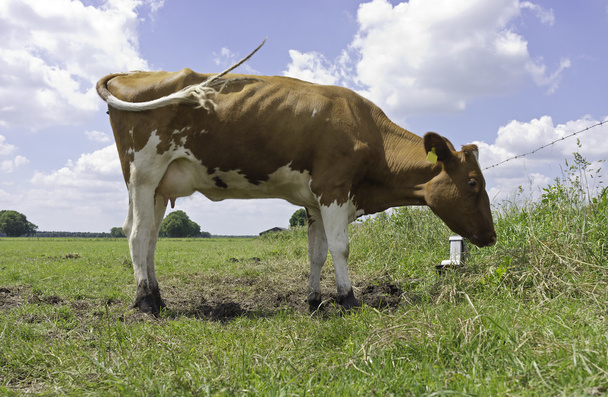 Vacca rossa Holstein, in piedi nel prato
 - Foto, immagini